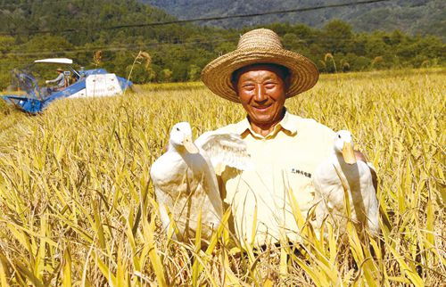 稻鴨共棲 靖安縣生態種養雙豐收，有機農業創新路